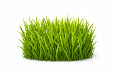 Green grass